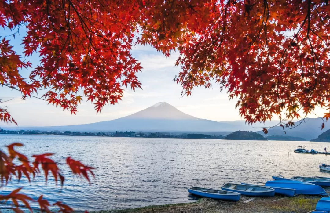 ใบไม้เปลี่ยนสี ญี่ปุ่น ภูเขาไฟฟูจิ ชิราคาวาโกะ
