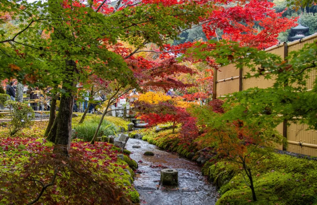 ใบไม้เปลี่ยนสี ญี่ปุ่น เกียวโต