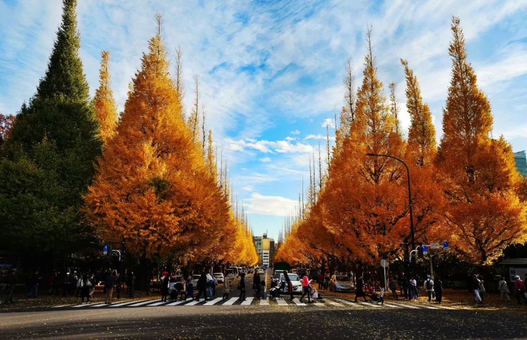 ใบไม้เปลี่ยนสี ญี่ปุ่น โตเกียว