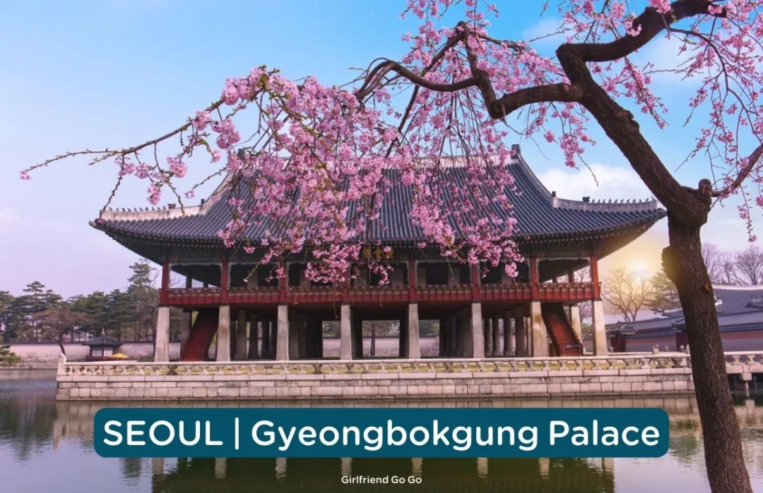 พยากรณ์ ซากุระ เกาหลี 2024 ดอกพ็อดกด gyeongbokgung palace